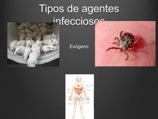 Tipos de agentes
infecciosos
Exógeno

Endógeno

 
