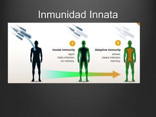Inmunidad Innata

 