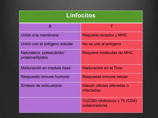 Linfocitos
B

T

Unión a la membrana

Requiere receptor y MHC

Unión con el antígeno soluble

No se une al antígeno

Naturaleza: polisacárido/
proteína/lípidos

Requiere moléculas de MHC

Maduración en medula ósea

Maduración en el Timo

Respuesta inmune humoral

Respuesta inmune celular

Síntesis de anticuerpos

Atacan células alteradas o
infectadas
Tc(CD8) citotóxicos y Th (CD4)
colaboradores

 