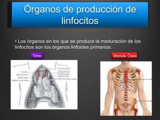 Órganos de producción de
linfocitos
• Los órganos en los que se produce la maduración de los
linfocitos son los órganos linfoides primarios:
Timo

Medula Ósea

 