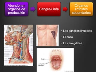 Abandonan
órganos de
producción

Sangre/Linfa

Órganos
linfoides
secundarios

• Los ganglios linfáticos
• El bazo
• Las amígdalas

 
