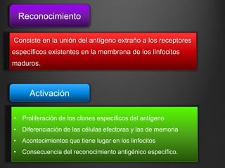 Reconocimiento
Consiste en la unión del antígeno extraño a los receptores
específicos existentes en la membrana de los linfocitos
maduros.

Activación
• Proliferación de los clones específicos del antígeno
• Diferenciación de las células efectoras y las de memoria
• Acontecimientos que tiene lugar en los linfocitos
• Consecuencia del reconocimiento antigénico específico.

 