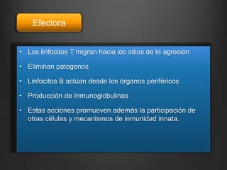 Efectora
• Los linfocitos T migran hacia los sitios de la agresión
• Eliminan patogenos
• Linfocitos B actúan desde los órganos periféricos
• Producción de Inmunoglobulinas
• Estas acciones promueven además la participación de
otras células y mecanismos de inmunidad innata.

 