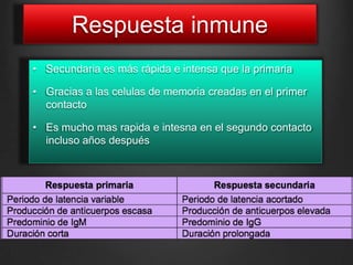 Respuesta inmune
• Secundaria es más rápida e intensa que la primaria
• Gracias a las celulas de memoria creadas en el primer
contacto

• Es mucho mas rapida e intesna en el segundo contacto
incluso años después

 