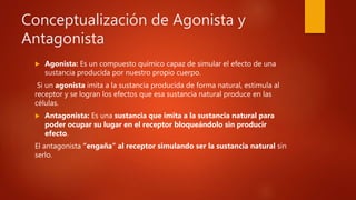 Conceptualización de Agonista y
Antagonista
 Agonista: Es un compuesto químico capaz de simular el efecto de una
sustancia producida por nuestro propio cuerpo.
Si un agonista imita a la sustancia producida de forma natural, estimula al
receptor y se logran los efectos que esa sustancia natural produce en las
células.
 Antagonista: Es una sustancia que imita a la sustancia natural para
poder ocupar su lugar en el receptor bloqueándolo sin producir
efecto.
El antagonista “engaña” al receptor simulando ser la sustancia natural sin
serlo.
 
