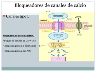 Bloqueadores de canales de calcio
Canales tipo L
Mecanismo de acción antiHTA:
•Bloqueo de canales de Ca++ MLV
•↓ respuesta presora α-adrenérgica
•↓ respuesta presora por ATII
 