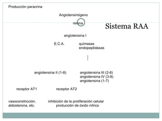 Sistema RAA
Producción paracrina Producción endocrina
Angiotensinógeno
renina
angiotensina I
E.C.A. quimasas
endopeptidasas
angiotensina II (1-8) angiotensina III (2-8)
angiotensina IV (3-8)
angiotensina (1-7)
receptor AT1 receptor AT2
vasoconstricción, inhibición de la proliferación celular
aldosterona, etc. producción de óxido nítrico
 