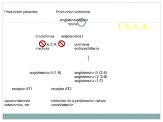 I. E. C. A.
Producción paracrina Producción endocrina
Angiotensinógeno
renina
bradicininas angiotensina I
E.C.A. quimasas
inactivas endopeptidasas
angiotensina II (1-8) angiotensina III (2-8)
angiotensina IV (3-8)
angiotensina (1-7)
receptor AT1 receptor AT2
vasoconstricción inhibición de la proliferación celular
aldosterona, etc. vasodilatación
↑↑
 