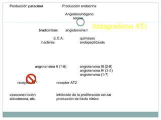 Antagonistas AT1
Producción paracrina Producción endocrina
Angiotensinógeno
renina
bradicininas angiotensina I
E.C.A. quimasas
inactivas endopeptidasas
angiotensina II (1-8) angiotensina III (2-8)
angiotensina IV (3-8)
angiotensina (1-7)
receptor AT1 receptor AT2
vasoconstricción inhibición de la proliferación celular
aldosterona, etc. producción de óxido nítrico
 