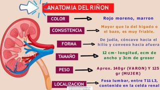 farmacologia-renal-355475-downloadable-5620638.pptx