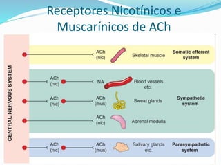 Receptores Nicotínicos e
Muscarínicos de ACh
 