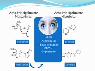 Ação Principalmente
Muscarínica
Ação Principalmente
Nicotínica
Muscarina
Pilocarpina
Nicotina
Lobelina
- Miose
- Acomodação
- Fluxo de humor
aquoso
- Hipotensão
 