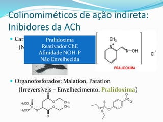 Colinomiméticos de ação indireta:
Inibidores da ACh
 Carbamatos: Amônio quaternário
(Neostigmina e Fisostigmina)
 Organofosforados: Malation, Paration
(Irreversíveis – Envelhecimento: Pralidoxima)
Pralidoxima
Reativador ChE
Afinidade NOH-P
Não Envelhecida
 