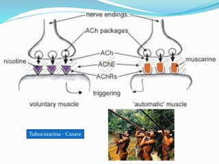 Tubocurarina - Curare
 