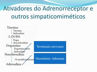 Ativadores do Adrenorreceptor e
outros simpaticomiméticos
Hormônio: Adrenais
Terminais nervosos
 