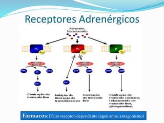 Receptores Adrenérgicos
Fármacos: Efeito receptor-dependente (agonismo/ antagonismo)
 