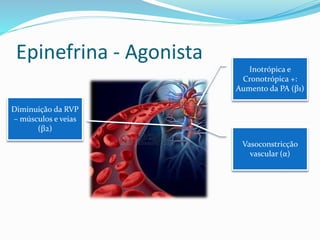 Epinefrina - Agonista
Inotrópica e
Cronotrópica +:
Aumento da PA (β1)
Vasoconstricção
vascular (α)
Diminuição da RVP
– músculos e veias
(β2)
 