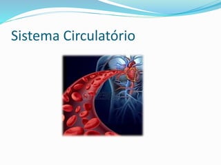 Sistema Circulatório
 