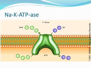 Na-K-ATP-ase
 