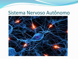 Sistema Nervoso Autônomo
 