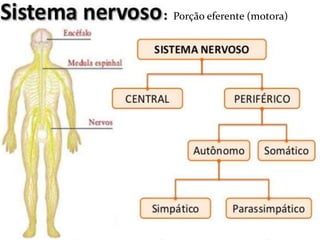 : Porção eferente (motora)
 