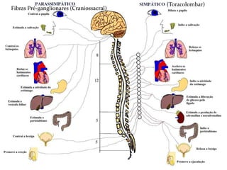 Fibras Pré-ganglionares (Craniossacral)
(Toracolombar)
 