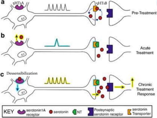 Dessensibilization
5HT1A 5HT1B
 