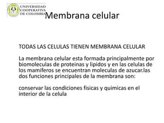 Membrana celular
TODAS LAS CELULAS TIENEN MEMBRANA CELULAR
La membrana celular esta formada principalmente por
biomoleculas de proteinas y lipidos y en las celulas de
los mamiferos se encuentran moleculas de azucar.las
dos funciones principales de la membrana son:
conservar las condiciones fisicas y quimicas en el
interior de la celula
 