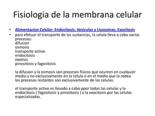 Fisiologia de la membrana celular
• Alimentacion Celular: Endocitosis, Vesiculas y Lisosomas, Exocitosis
• para efetuar el transporte de las sustancias, la celula lleva a cabo varios
procesos:
difusion
osmosis
transporte activo
endocitosis
exotisis
pinositosis y fagositosis
la difusion y la osmosis son procesos fisicos que ocurren en cualquier
medio y no exclusivamente en la celula o en el medio que la rodea.
los procesos restantes son exclusivamente de las celulas.
el transporte activo es llevado a cabo ppor todas las celulas y la
endocitosis ( fagositosis y pinositosis ) y la exocitosis por las celulas
especializadas.
 