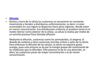 • Difusión
• Dentro y fuera de la célula las sustancias se encuentran en constante
movimiento y tienden a distribuirse uniformemente, es decir, si estan
acumuladas en una region se dispersan hacia otras regiones, donde esten
en menor concentracion. Esa distribucioin uniforme se produce tanto en el
medio interior como exterior de la célula. La célula la realiza por medio de
un sencillo proceso físico llamado difusión.
Mediante la difusión, sustancias como los aminoácidos, el oxígeno, el
dioxido de carbono y otras sustancias sencillas entran y salen de la célula.
Para enfectuar la difusión de las celulas, la célula no requiere gastar
energía, pues este proceso se da por la energía propia del movimiento de
las moléculas que se difunden. Éste proceso se da en una dirección, es
decir, las sustancias pasan de mayor concentración a la de menor
concentración.
 