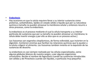 • Endocitosis
• Hay ocasiones en que la celula requiere llevar a su interior sustancias como
proteinas, carbohidratos, lipidos en estado sólido o líquido que por su naturaleza
química o tamaño no pueden atravesar la membrana celular y entonces recurre a
otros procesos, como la endocitosis.
la endocitosis es el proceso mediante el cual la célula transporta a su interior
partículas de sustancias que por su tamaño no pueden atravesar un membrana; la
célula debe invertir energía y por ello se dice que es un proceso activo.]
Los lisosomas son organelos citoplásmicos, de forma esferoidal, que invierten en la
digestión. Contienen enzimas que facilitan las relaciones quimicas que la ayudan a
la celula a digerir el alimento. Los lisosomas tambien invierte en la expulsión de las
sustancias de desecho.
La endocitosis es casi siempre realizada por las células especializadas, como
algunos globulos blancos de nuestra sangre, y por algunos organismos
unicelulares. Recibe el nombre de fagocitosis cuando las sustancias introducidas
son sólidas y de Pinocitosis cuando son líquidas, o partículas muy pequeñas
 