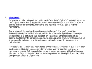 • Fagocitosis
• En griego, la palabra fagocitosis quiere ecir "comilón"o "glotón" y actualmente se
utiliza para referirse a la ingestion celular. Consiste en captar la sustancia sólida
que va a servir de alimento, mediante una vesícula formasa por la misma
membrana.
Por lo general, las amibas (organismos unicelulares) "comen"o fagocitan.
Posteriormente, las amibas vierten dentro de la vacuola digestiva enzimas que
transforman a la particula que ingieren en sustancias simples que la amiba
aprovecha fácilmente para alimentarse. La amiba puede emplear este proceso no
solo para alimentarse , sino tambien para defenderse de otros organismos
unicelulares.
Hay células de los animales mamiferos, entre ellos el ser humano, que incorporan
particulas sólidas, tan complejas y tan grandes que no podrían atravesar la
membrana celular. Así, esas células, como lo hacen un tipo de glóbulos blancos,
efectuan la fagocitosis para destruir microorganismos u otras partículas extrañas
que pueden dañar el organismo.
 