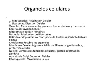 Organelos celulares
•
1. Mitocondrias: Respiración Celular
2. Lisosomas: Digestión Celular
Vacuolas: Almacenamiento, procesos homeostaticos y transporte
Centriolos: División Celular
Ribosomas: Fabrican Proteínas
Nucleolo: Fabricación de Ribosomas
Reticulo endoplasmatico: Transporte de Proteínas, Carbohidratos y
lipidos
Citoplasma: Recubre los organelos
Membrana Celular: Ingreso y Salida de Alimentos y/o desechos,
protección celular
Núcleo: Controla las funciones celulares, guarda información
genética
Aparato de Golgi: Secreción Celular
Citoesqueleto: Movimiento Celula
 