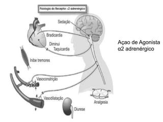 Açao de Agonista
α2 adrenérgico
 