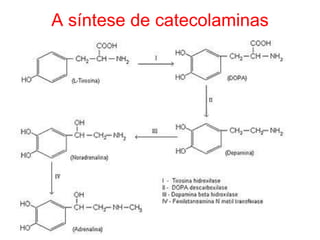 A síntese de catecolaminas
 