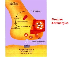 Sinapse
Adrenérgica
 