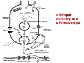 A Sinapse
Adrenérgica e
a Farmacologia
 