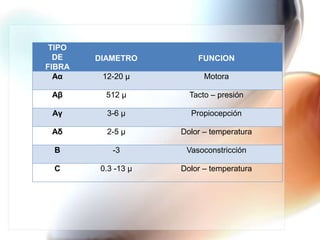 TIPO
  DE    DIAMETRO         FUNCION
FIBRA
  Aα     12-20 µ           Motora

 Aβ       512 µ        Tacto – presión

 Aγ       3-6 µ        Propiocepción

 Aδ       2-5 µ      Dolor – temperatura

 B          -3        Vasoconstricción

 C       0.3 -13 µ   Dolor – temperatura
 