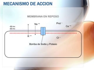 MECANISMO DE ACCION

                        MEMBRANA EN REPOSO

                                 Na ++                       Prot --
  -90 mv                                                                 Ca ++
  -60 mv
  --------------------------------------------------------------------------------------
  +++++++++++++++++++++++++++++++++++++++++++++++++
                         K ++
                                                              Cl --

                           Bomba de Sodio y Potasio
 
