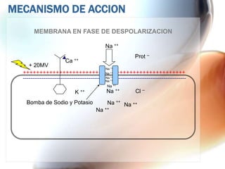 MECANISMO DE ACCION
       MEMBRANA EN FASE DE DESPOLARIZACION

                                                Na ++

                             ++
                                                                   Prot --
                         Ca
     + 20MV
                                                Na ++
  ++++++++++++++++++++++++                      Na ++   ++++++++++++++++++++++
  -------------------------------------------   Na ++
                                                Na ++
                                                        ---------------------------------------
                                                Na ++
                             K ++               Na ++               Cl --

    Bomba de Sodio y Potasio                     Na ++ Na ++
                                         Na ++
 