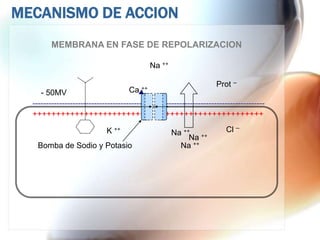 MECANISMO DE ACCION
         MEMBRANA EN FASE DE REPOLARIZACION

                                                Na ++

                                          ++
                                                                      Prot --
     - 50MV                           Ca
  -------------------------------------------     ---------------------------------------
  ++++++++++++++++++++++++                        ++++++++++++++++++++++

                             K ++                       Na   ++           Cl --
                                                           Na ++
    Bomba de Sodio y Potasio                             Na ++
 