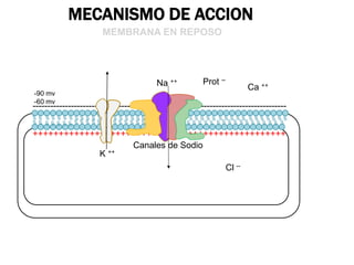 MECANISMO DE ACCION
MEMBRANA EN FASE DE DESPOLARIZACION

K ++

Prot -Na ++

+ 20MV

Ca ++

Na ++

++++++++++++++++++++++++...