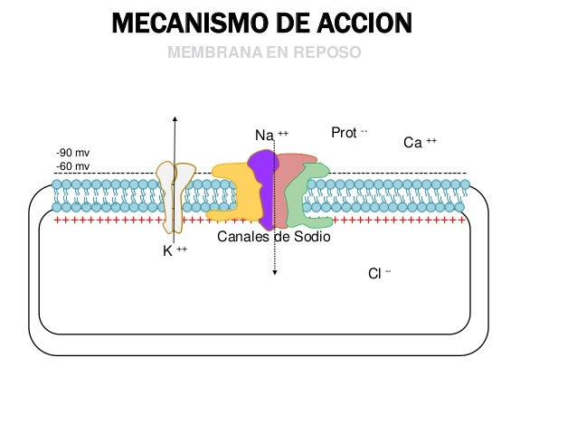 Resultado de imagen para mecanismo de accion anestesicos locales