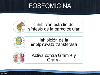 FOSFOMICINA
Inhibición estadio de
síntesis de la pared celular
Inhibición de la
enolpiruvato transferasa
Activa contra Gram + y
Gram -
 