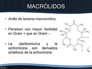 MACRÓLIDOS
• Anillo de lactona macrocíclico.
• Penetran con mayor facilidad
en Gram + que en Gram –
• La claritromicina y la
azitromicina son derivados
sintéticos de la eritromicina.
 
