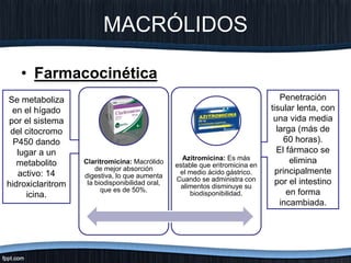 Se metaboliza
en el hígado
por el sistema
del citocromo
P450 dando
lugar a un
metabolito
activo: 14
hidroxiclaritrom
icina.
Penetración
tisular lenta, con
una vida media
larga (más de
60 horas).
El fármaco se
elimina
principalmente
por el intestino
en forma
incambiada.
MACRÓLIDOS
• Farmacocinética
Claritromicina: Macrólido
de mejor absorción
digestiva, lo que aumenta
la biodisponibilidad oral,
que es de 50%.
Azitromicina: Es más
estable que eritromicina en
el medio ácido gástrico.
Cuando se administra con
alimentos disminuye su
biodisponibilidad.
 