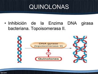 • Inhibición de la Enzima DNA girasa
bacteriana. Topoisomerasa II.
QUINOLONAS
 