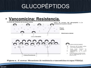 GLUCOPÉPTIDOS
• Vancomicina: Resistencia.
D-Ala-D-Ala
D- lactato
Pérdida de un enlace crítico de Hidrógeno
Pérdida de sensibilidad.
 