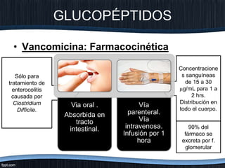 Sólo para
tratamiento de
enterocolitis
causada por
Clostridium
Difficile.
GLUCOPÉPTIDOS
• Vancomicina: Farmacocinética
Concentracione
s sanguíneas
de 15 a 30
g/mL para 1 a
2 hrs.
Distribución en
todo el cuerpo.
Via oral .
Absorbida en
tracto
intestinal.
Vía
parenteral.
Vía
intravenosa.
Infusión por 1
hora
90% del
fármaco se
excreta por f.
glomerular
 