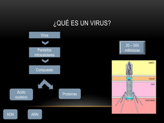 ¿QUÉ ES UN VIRUS?
Virus
Parásitos
intracelulares
Compuesto
20 – 500
milimicras
Ácido
nucleico
Proteínas
ADN ARN
 